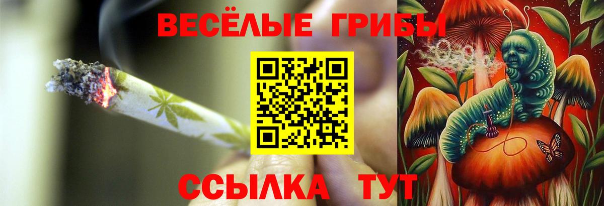 Галлюциногенные грибы Psilocybine cubensis Северобайкальск